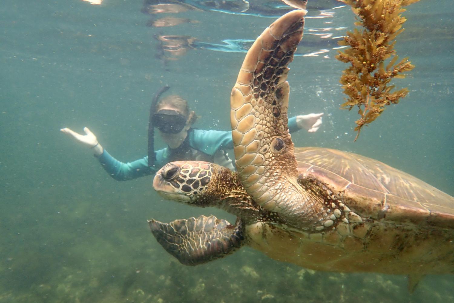 一名<a href='http://o5ffn.ldmuyj.com'>全球十大赌钱排行app</a>学生在Galápagos群岛游学途中与一只巨龟游泳.